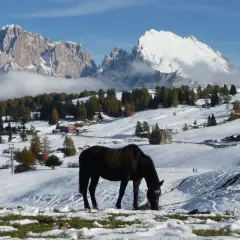 Cavallo al pascolo in un paesaggio alpino con neve in montagna, alberi autunnali e cime innevate sullo sfondo.
