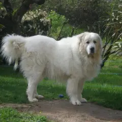 Pirenei: il gigante protettivo. È il cane giusto per te?
