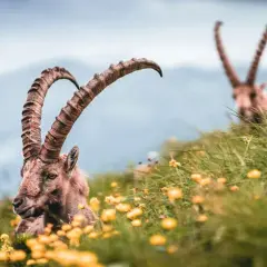 Animali in montagna: guida per avvistamenti sicuri e responsabili