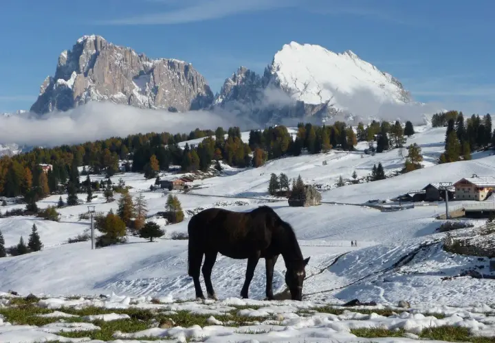 Cavallo al pascolo in un paesaggio alpino con neve in montagna, alberi autunnali e cime innevate sullo sfondo.