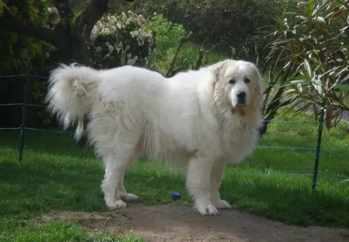 Pirenei: il gigante protettivo. È il cane giusto per te?