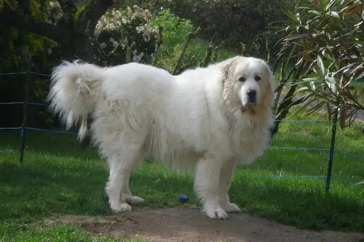 Pirenei: il gigante protettivo. È il cane giusto per te?