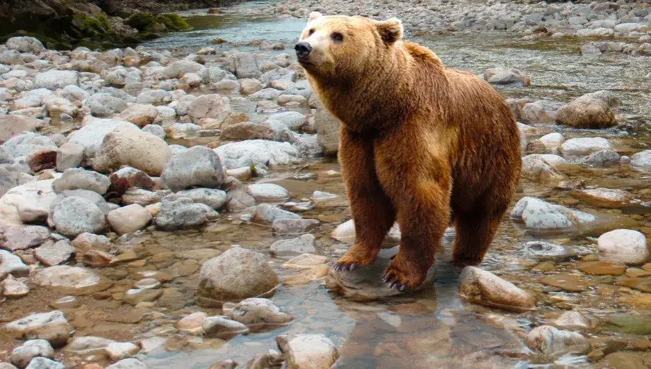 Zdjęcie Animali in montagna: guida per avvistamenti sicuri e responsabili