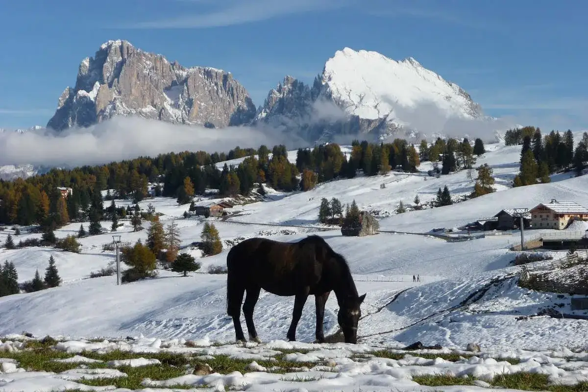 Cavallo al pascolo in un paesaggio alpino con neve in montagna, alberi autunnali e cime innevate sullo sfondo.